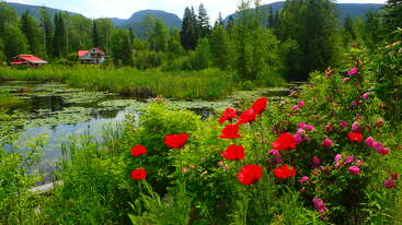 Un jardin luxuriant, parsemé de fleurs aux couleurs vives, rouges et roses, surplombe un étang paisible couvert de nénuphars, entouré d'arbres et de montagnes, avec des maisons à proximité.