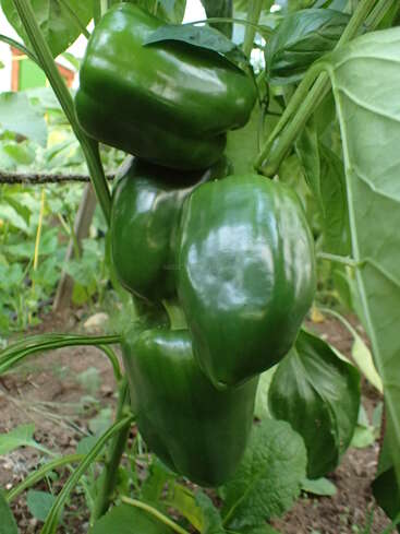 An einer gesunden Pflanze wachsen vier große grüne Paprikaschoten dicht beieinander. Die glänzenden Früchte sind von satten Blättern umgeben und stehen in einem üppigen Garten im Freien.
