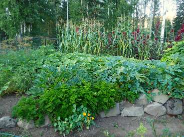 Dieses Bild zeigt einen üppigen, blühenden Gemüsegarten mit Reihen grüner Pflanzen, hohen Maisstängeln, verschiedenen Blattgemüsesorten, Blumen und einer Steinumrandung.