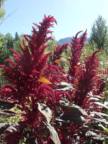Leuchtend rote Amaranth-Pflanzen ragen hoch in den klaren blauen Himmel, umgeben von grünem Laub und fernen Bergen, während das Sonnenlicht ihre strukturierten, federartigen Blütenstände zum Leuchten bringt.