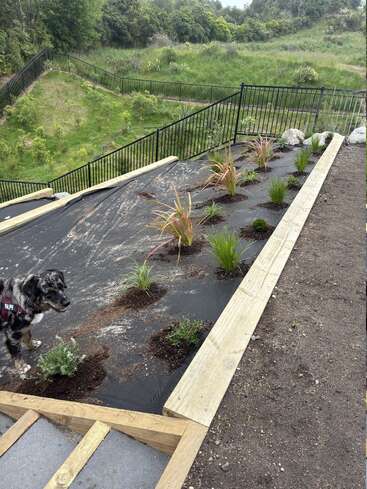 Ein schräges Gartenbeet mit jungen Pflanzen und schwarzer Unkrautvlies, umrandet von Holzplanken, ein Hund namens Ralph und dahinter eine grüne, eingezäunte Landschaft.