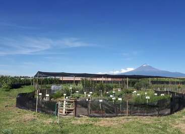 Un jardin circulaire, où les plantes sont étiquetées, est protégé par une clôture en treillis noir. En arrière-plan, sous un ciel bleu limpide, se dresse une montagne au sommet enneigé.