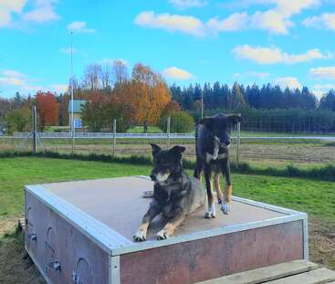 Two dogs stand and sit on a raised platform outdoors, surrounded by green grass, autumn-colored trees, and a blue sky with scattered clouds. Peaceful setting.
