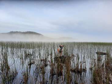 A small dog wearing an orange vest stands on a rock among tall reeds in a misty, tranquil wetland, with distant hills and cloudy sky in background.
