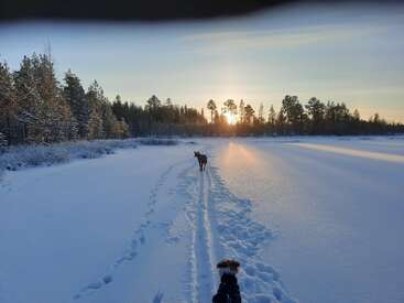 Two dogs walk on a snowy path through a winter landscape. Sun sets behind a forest, casting long shadows and golden light over the snowy field.