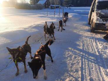 A team of sled dogs stands harnessed on a snowy trail at sunrise, ready to pull a sled. A van and wooden houses are nearby.