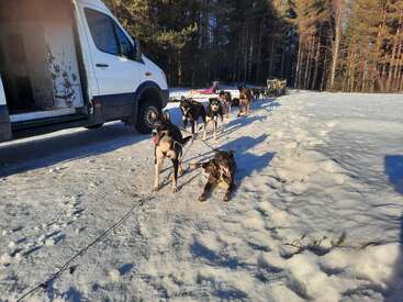 A team of sled dogs is harnessed together, standing and lying on snow near a white van, with a forest background in bright winter sunlight.