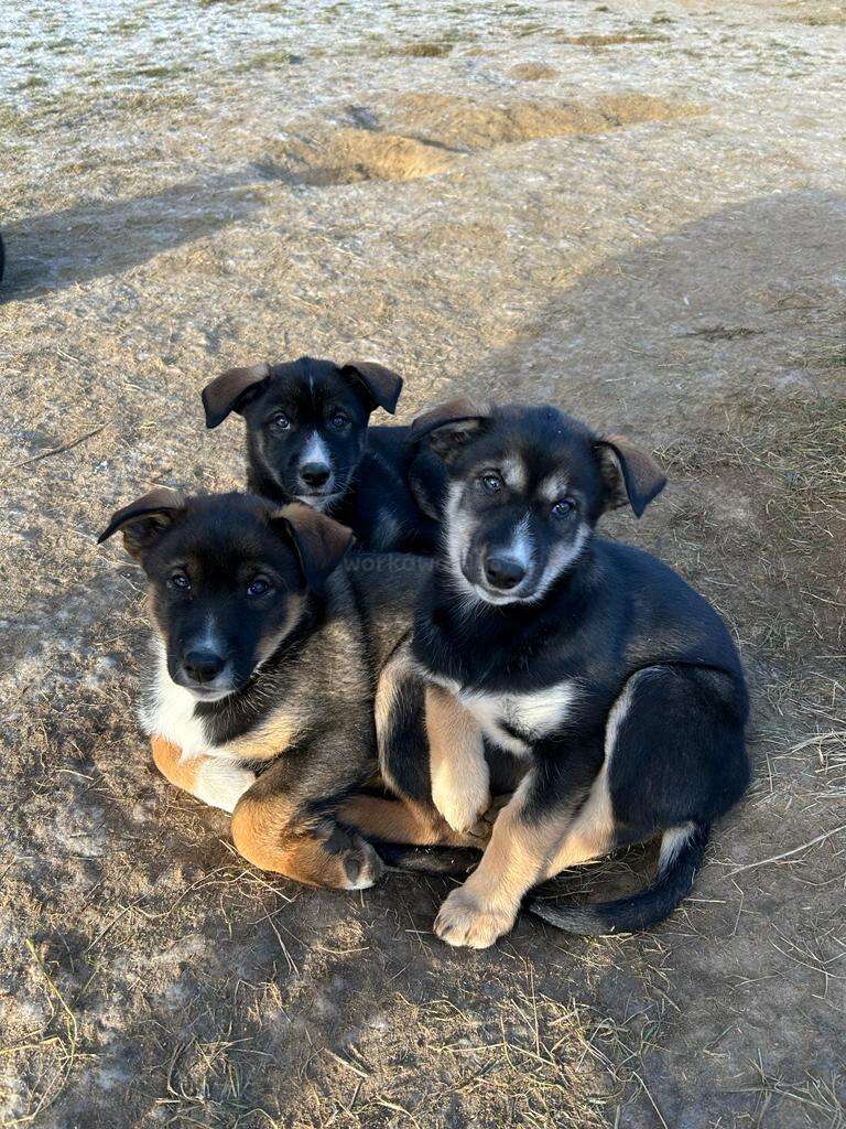 Three adorable German Shepherd puppies sit closely together on frosty ground, looking up with curious expressions. Their fur is soft, with tan and black markings.