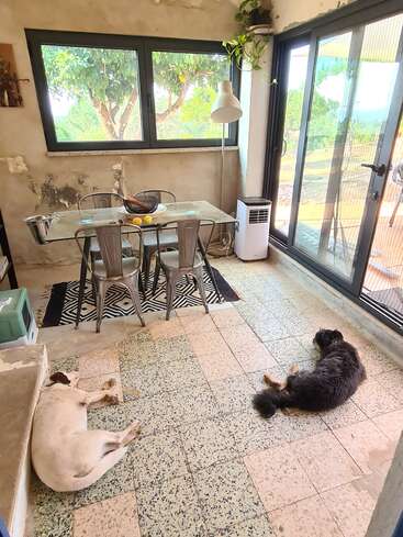 A sunroom with large windows, a glass dining table, metal chairs, indoor plants, and two dogs resting on the tiled floor. Cozy, relaxed atmosphere.