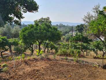A peaceful rural garden scene with lush green trees, grapevines, and neatly planted crops, surrounded by hills and distant mountains under a clear blue sky.