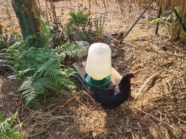 In a sunny outdoor enclosure, a black chicken stands beside a water container. Ferns and plants grow nearby, while another chicken is partially hidden in greenery.