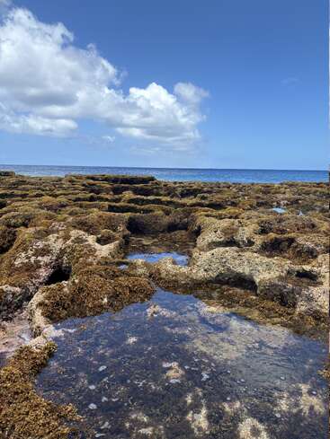 Rocky tide pools filled with clear water sit under a vibrant blue sky with scattered clouds, while the calm ocean stretches out into the horizon. Peaceful scene.