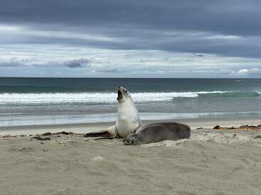 Zwei Robben ruhen an einem Sandstrand unter einem bewölkten Himmel. Eine Robbe gähnt ausgiebig, während die andere ruhig daneben liegt, mit Wellen im Hintergrund.