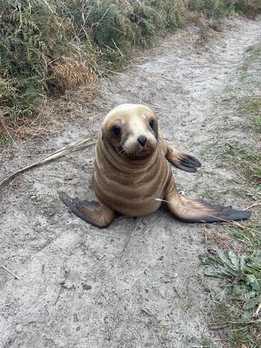 Eine niedliche, junge Robbe mit großen, dunklen Augen sitzt auf einem von grüner Vegetation umgebenen Sandweg und schaut neugierig in die Kamera, die Flossen ausgebreitet.