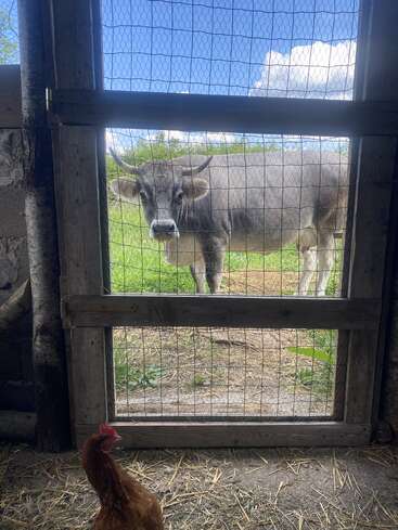 Una vaca parda mira hacia el interior de una puerta de madera con tela metálica. En primer plano hay una gallina marrón, de pie sobre un suelo cubierto de paja.