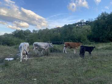 Cuatro vacas se encuentran en un campo de hierba rodeado de árboles y colinas, bajo un cielo azul brillante salpicado de nubes esponjosas en un día tranquilo.