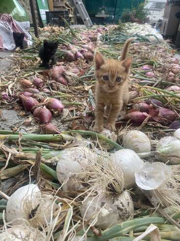 Tres gatitos exploran entre cebollas y chalotas recién cosechadas, tiradas en el suelo. El gatito naranja mira con curiosidad a la cámara, rodeado de productos rústicos.