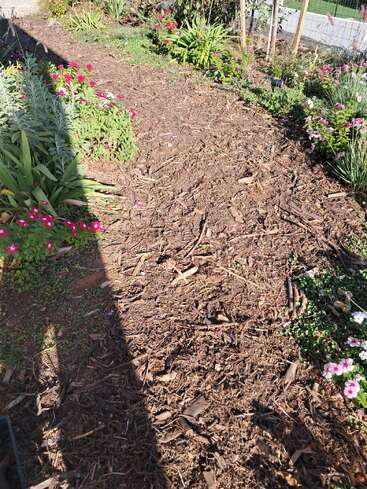 A garden path covered in mulch, bordered by green plants and vibrant pink flowers. Part of the path is shaded, with sunlight illuminating the rest.