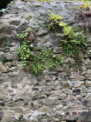 A weathered stone wall with rough, uneven rocks features green ferns and plants growing from crevices, showcasing resilience and nature reclaiming the old, textured surface.