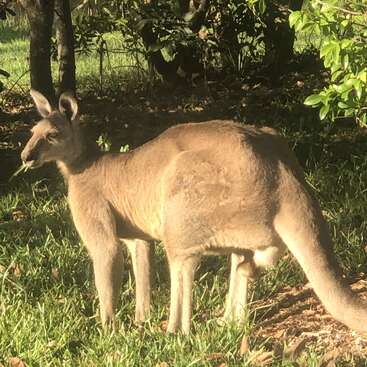 A kangaroo stands on green grass in a sunlit area, partially shaded by trees and foliage. Its ears are upright, and it appears alert and calm.