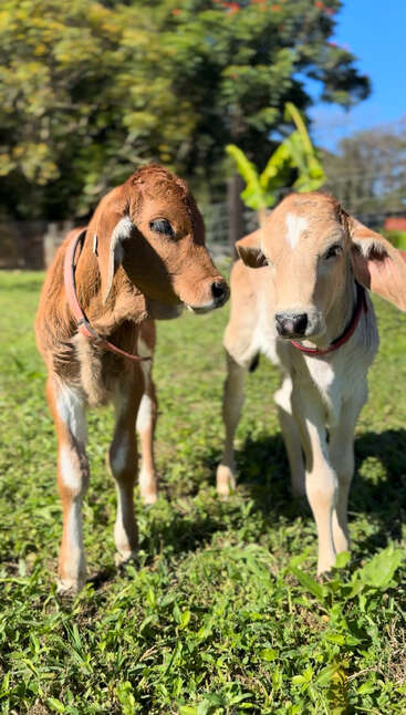 Two adorable calves, one brown and one light brown with a white patch, stand on green grass under bright sunlight, surrounded by lush trees and plants.