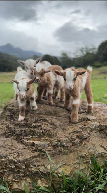 Four adorable baby goats stand together on a large rock, surrounded by lush green grass, with a cloudy sky and mountains in the background.