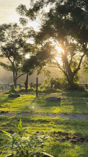 Sunlight gently filters through tall trees, casting warm golden light on lush green grass. Peaceful countryside setting with garden beds, a pathway, and serene morning ambiance.