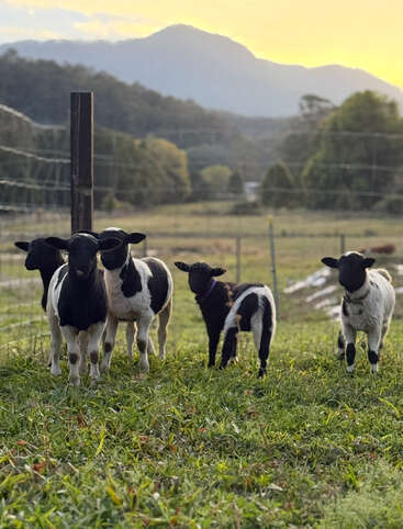 Five adorable black and white lambs stand together on green grass in a fenced pasture. Misty mountains and a golden sunset form a scenic backdrop.