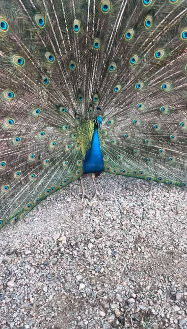 A vibrant peacock proudly displays its magnificent, colorful tail feathers in full fan on a rocky ground, showcasing brilliant blue, green, and eye-like patterns.