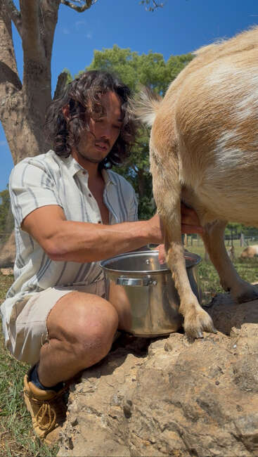 A man with long hair is outdoors, kneeling on a rock, milking a goat into a metal bucket under bright sunlight, trees and grass in the background.