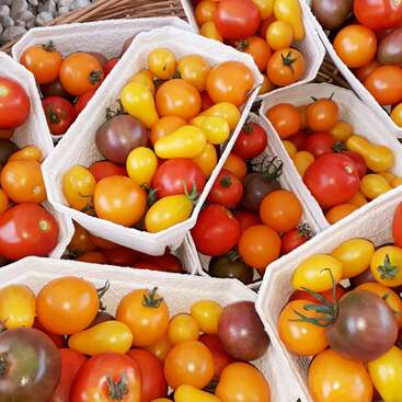 L'image montre une collection de tomates dans des récipients blancs, disposées dans un panier, avec une variété de couleurs comprenant le rouge, le jaune, l'orange et le marron.