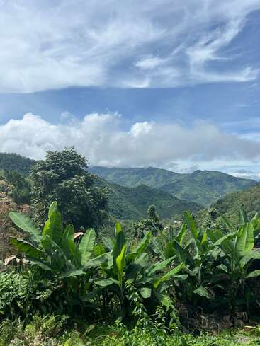A imagem mostra uma paisagem tropical exuberante com bananeiras e outras vegetações em primeiro plano, tendo como pano de fundo colinas verdes e um céu azul com nuvens brancas.