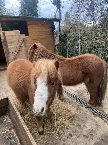Dois pôneis marrons e fofinhos estão juntos perto de um galpão de madeira. Um deles olha direto para a câmera, os dois parecem amigáveis, cercados por feno e uma cerca ao ar livre.