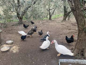 A imagem mostra galinhas e patos andando e se alimentando juntos sob oliveiras em uma área cercada de terra, com tigelas de metal com comida e água por perto.