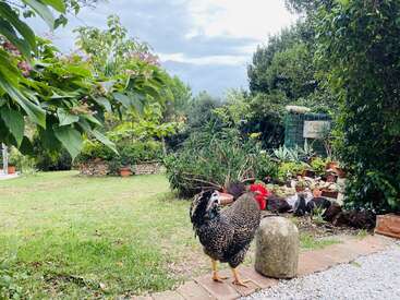 Um galo está em um caminho de jardim cercado por plantas verdes exuberantes, vasos de flores e árvores sob um céu nublado, criando uma atmosfera rural tranquila.