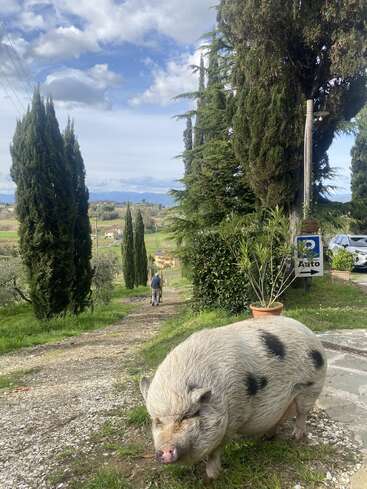Um porco grande e malhado está parado em um caminho de cascalho, no meio da grama verde e de ciprestes altos, com uma pessoa se afastando na paisagem rural.