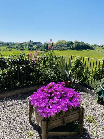 Um lindo jardim com flores roxas vibrantes em um vaso de madeira, chão de cascalho, cerca de ferro, campos verdes, árvores distantes e céu azul em um dia ensolarado.