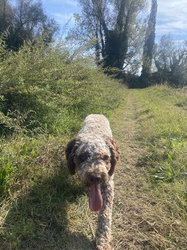 Um cachorro de cabelo encaracolado anda por um caminho gramado num dia ensolarado, com a língua de fora, cercado por arbustos verdes e árvores altas, com o céu azul acima.