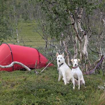 Dos perros blancos permanecen sentados, atentos, frente a una tienda de campaña de color rojo vivo, rodeados de césped verde y árboles esbeltos, en una tranquila escena de acampada al aire libre.