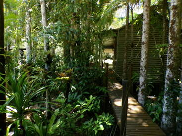 A wooden walkway leads through dense, lush green tropical forest to a rustic cabin. Sunlight filters through tall trees, creating an inviting, tranquil jungle retreat.