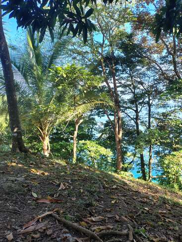 A luz do sol passa pelas árvores tropicais bem verdes com folhas de palmeira, criando sombras pontilhadas no chão da floresta cheio de folhas. Água azul brilhante aparece no fundo.