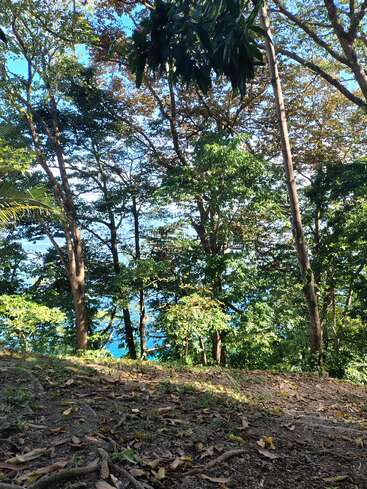 A luz do sol passa por uma floresta densa, iluminando as folhas verdes e fazendo sombras no chão. Além das árvores, dá pra ver um pouco da água azul brilhante.