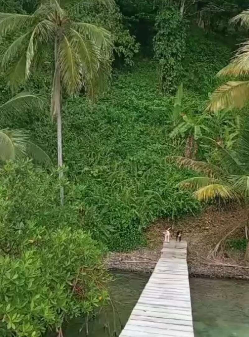 Un muelle de madera se extiende desde el agua cristalina hasta una exuberante selva tropical. Dos personas se sitúan en el extremo, rodeadas de una vegetación vibrante y altas palmeras.