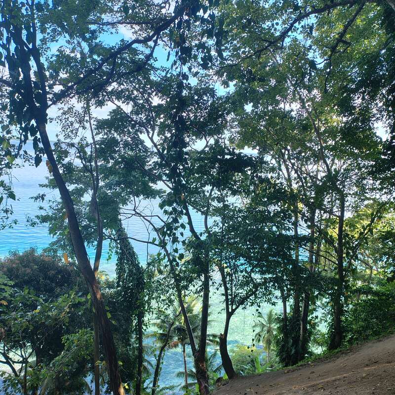 Essa imagem mostra uma floresta tropical cheia de árvores altas com vista para um mar azul calmo e claro. A luz do sol passa pelas folhas verdes, criando um paraíso tranquilo.