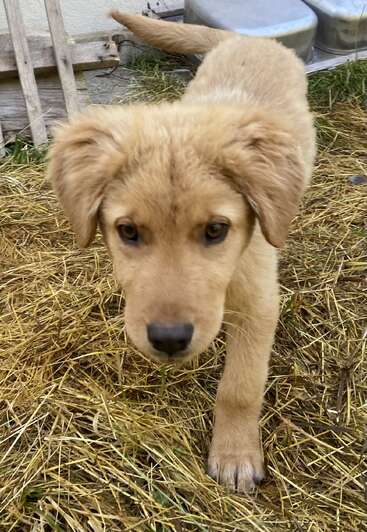 Un chiot curieux de couleur brun doré marche sur la paille, regardant directement l'appareil photo avec des yeux brillants et attentifs. Sa fourrure douce et son énergie enjouée témoignent de son innocence.