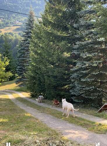 Trois chiens marchent sur un chemin ensoleillé bordé de grands pins dans un paysage rural paisible, entouré de collines verdoyantes et de maisons éparses au loin.