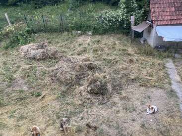 Cette image montre une cour clôturée avec de l'herbe sèche, des tas de foin et trois chiens assis sur le sol. Un petit bâtiment avec un toit en tuiles est visible.
