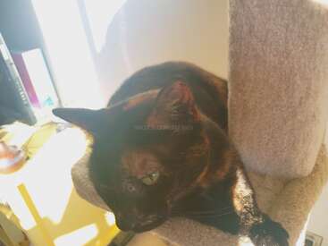 La imagen muestra un gato negro con ojos amarillos, tumbado sobre una superficie enmoquetada de color beige, posiblemente una torre para gatos, con un escritorio y una ventana al fondo.