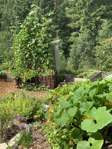 Cette image montre un potager luxuriant et verdoyant, avec de grandes plantes à feuilles, des plantes grimpantes en fleurs, des fleurs colorées, des plates-bandes surélevées et, en arrière-plan, des arbres forestiers à la végétation dense.