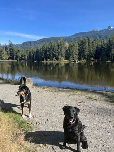 Zwei glückliche Hunde genießen einen sonnigen Tag an einem ruhigen See, umgeben von hohen immergrünen Bäumen und Bergen unter einem strahlend blauen Himmel. Die Natur ist wunderschön!